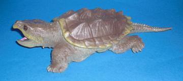 Geier-Alligator-Schnappschildkröte