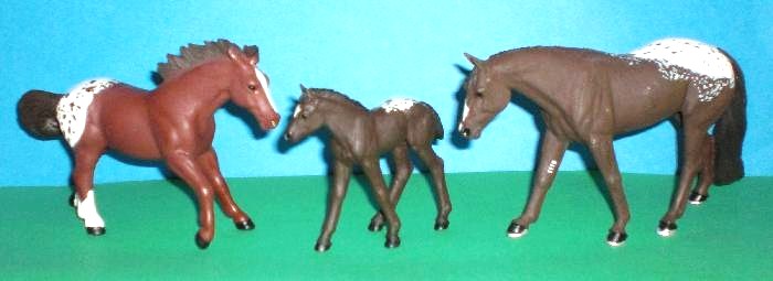 Appaloosa Familie