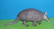 Gürteltier Armadillo