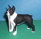 Boston Terrier