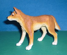 Dingo
