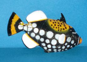Leopardendrückerfisch