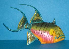 Königsdrückerfisch