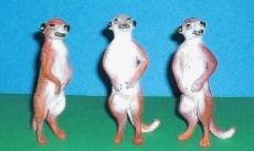Erdmännchen