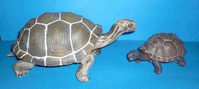Galapagosschildkröte und Baby