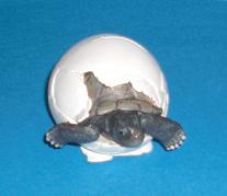 Galapagosschildkrötenbaby im Ei