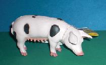 Hällisches Schwein