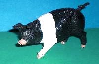 Hällisches Schwein