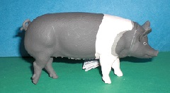 Hampshire Schwein