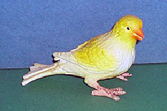 Kanarienvogel