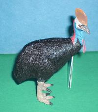 Kasuar