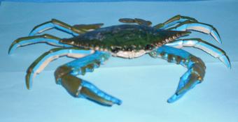 blaue Krabbe