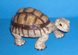Landschildkröte