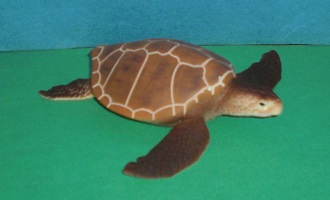 Suppenschildkröte