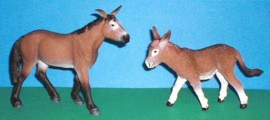 Muli und Esel