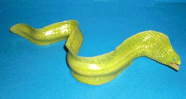 grüne Muräne