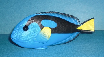 Paletten Doktorfisch