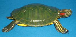 Rotwangenschmuckschildkröte