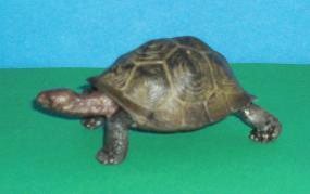 Landschildkröte
