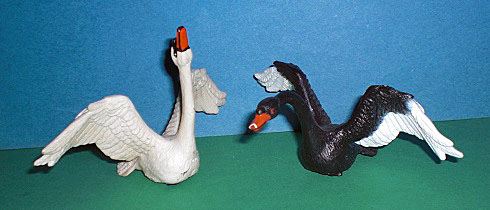 Hckerschwan und Trauerschwan