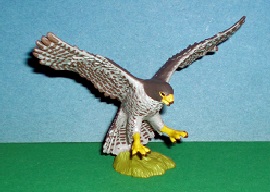 Wanderfalke