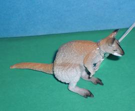 Wallaby-Känguruh
