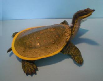 Weichschildkröte