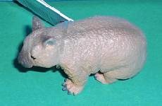 Wombat
