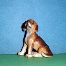 Beagle dunkel