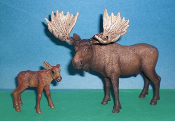 Elchbulle und Kalb