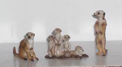 Erdmännchen