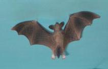 Fledermaus