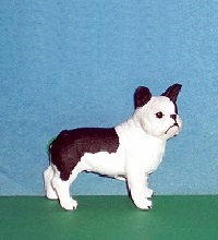 französische Bulldoggen