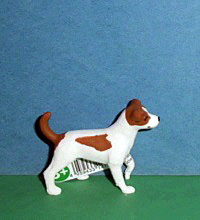 Jack Russel