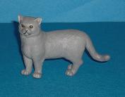 Kartäuserkatze