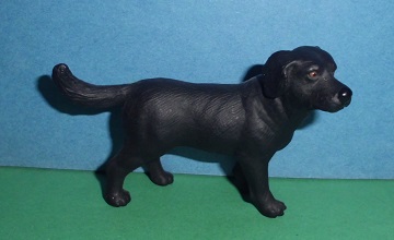 Labrador dunkel alte Variante