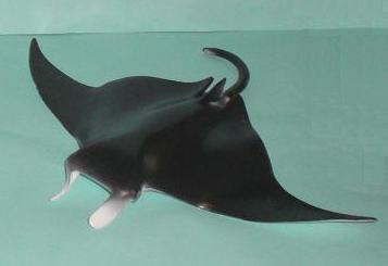 Manta 1996