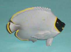 Perlen-Falterfisch