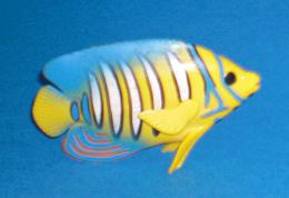 Pfauenauge Kaiserfisch