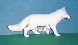 Polarfuchs