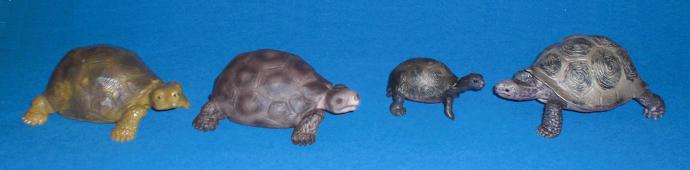 Riesenschildkröten + Baby