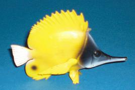 Röhrenmaul-Pinzettfisch