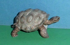 Schildkröte