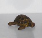 Schildkröte