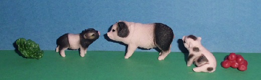 Hällische Mini-Schweine