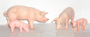 Schweinefamilie