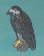 Wanderfalke