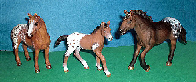 Appaloosa Familie