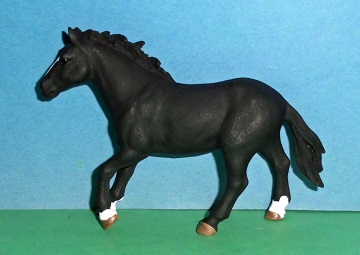 schwarzer Appaloosa Hengst