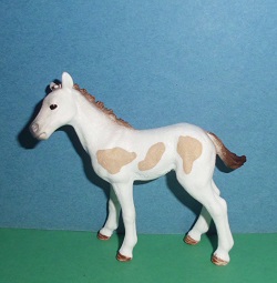 Pinto Fohlen Prinz